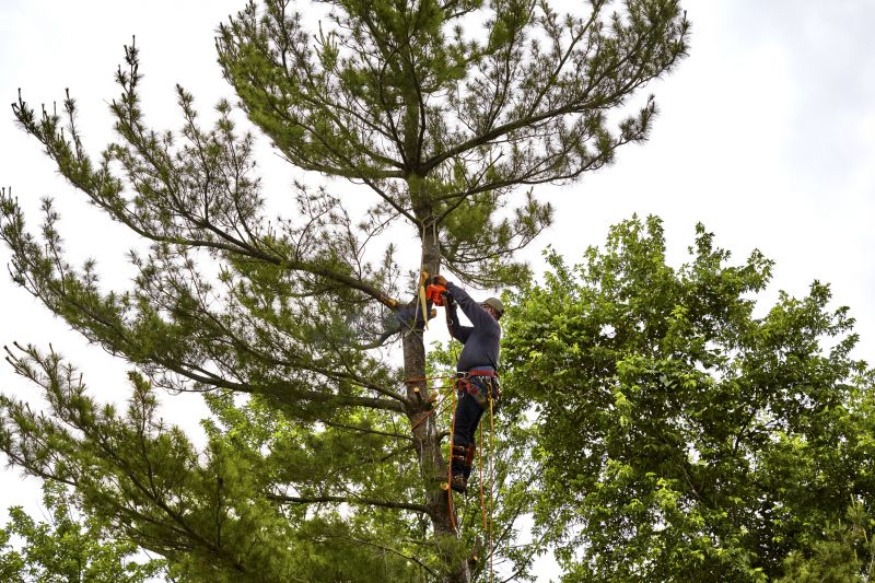 Tree Felling Operations