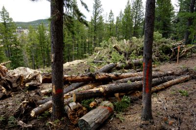 Remove Trees, Shrubs, and Roots!
